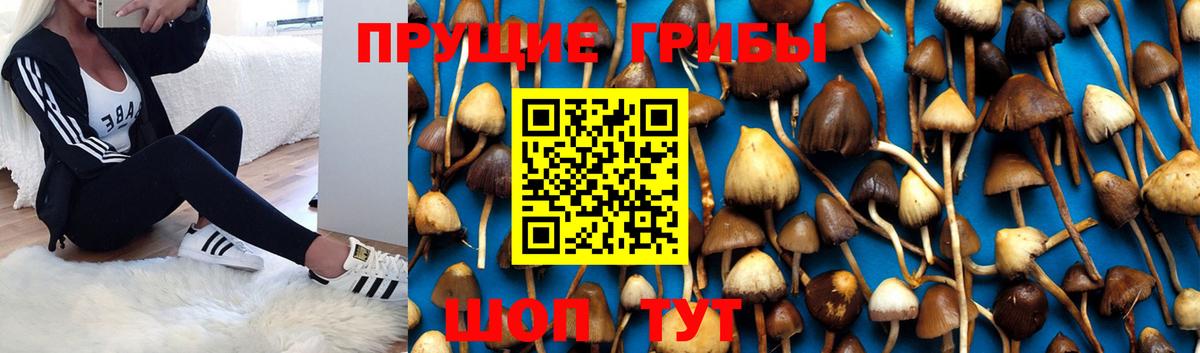 Псилоцибиновые грибы GOLDEN TEACHER  Псилоцибиновые грибы Psilocybe  Вход с VPN  Михайловка 